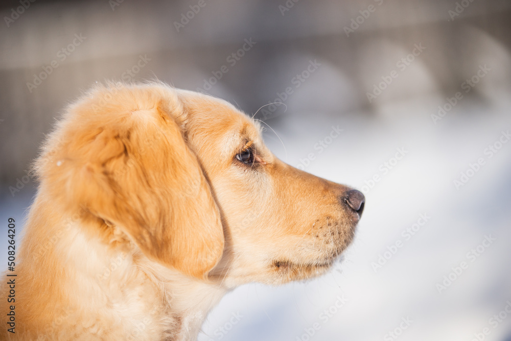 Cute golden retriever puppy playing in the snow