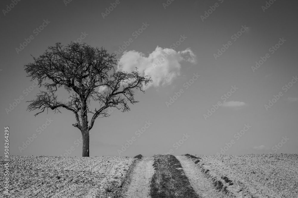 alone tree alone tree