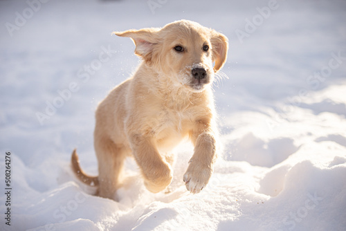 Cute golden retriever puppy playing in the snow