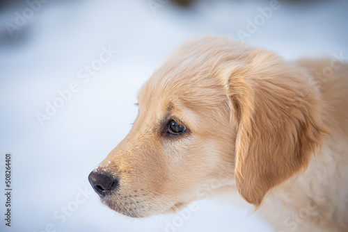 Cute golden retriever puppy playing in the snow © Beatrice
