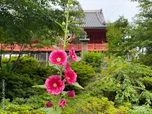 Beautiful pink hollyhock florals at the front of Japanese temple on the hill, Ueno Park Tokyo Japan, year 2022 June 1st photo