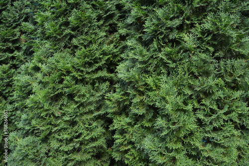 Green background with branches of thuja trees in summer