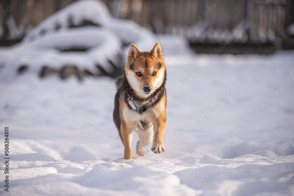 Shiba Inu Puppy playing outside in the snow on a sunny day