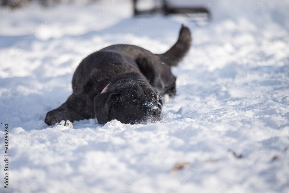 Sleepy old black lab in the snow outside in quebec canada Sleepy old black lab in the snow outside in quebec canada