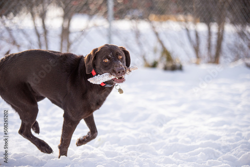 Playful young chocolate labrador dag in the snow