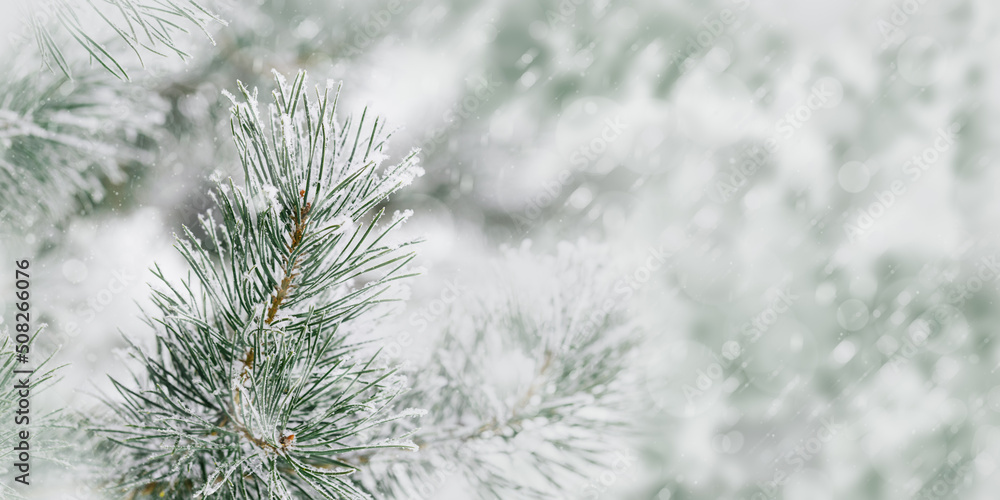 Pine tree branches are covered frost, nature winter wide banner, snowy conifer fir needles close up. Wintertime nature background, holiday mood, it is snowing. Soft focus, bokeh