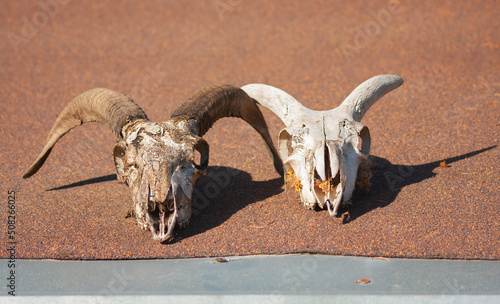 Bleaching of two skull trophies in the sun. Sheep skulls are dried bleached on the roof of the farm.