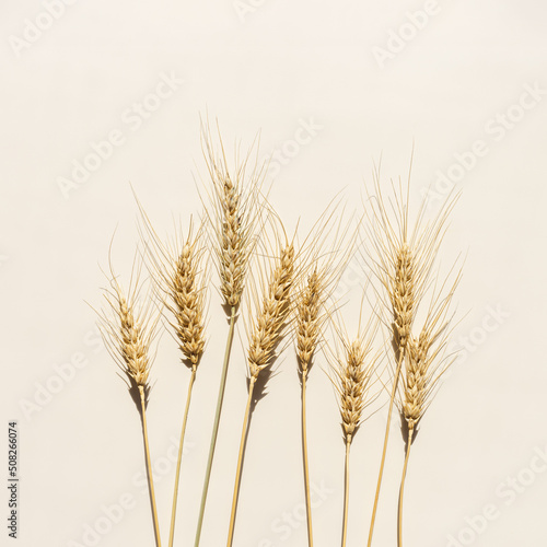 Flat lay with dry ears of wheat with awns on beige background with empty space. Top view ears of cereal crops, wheat grain crop, harvest concept, minimal design, cereals plant with hard shadow