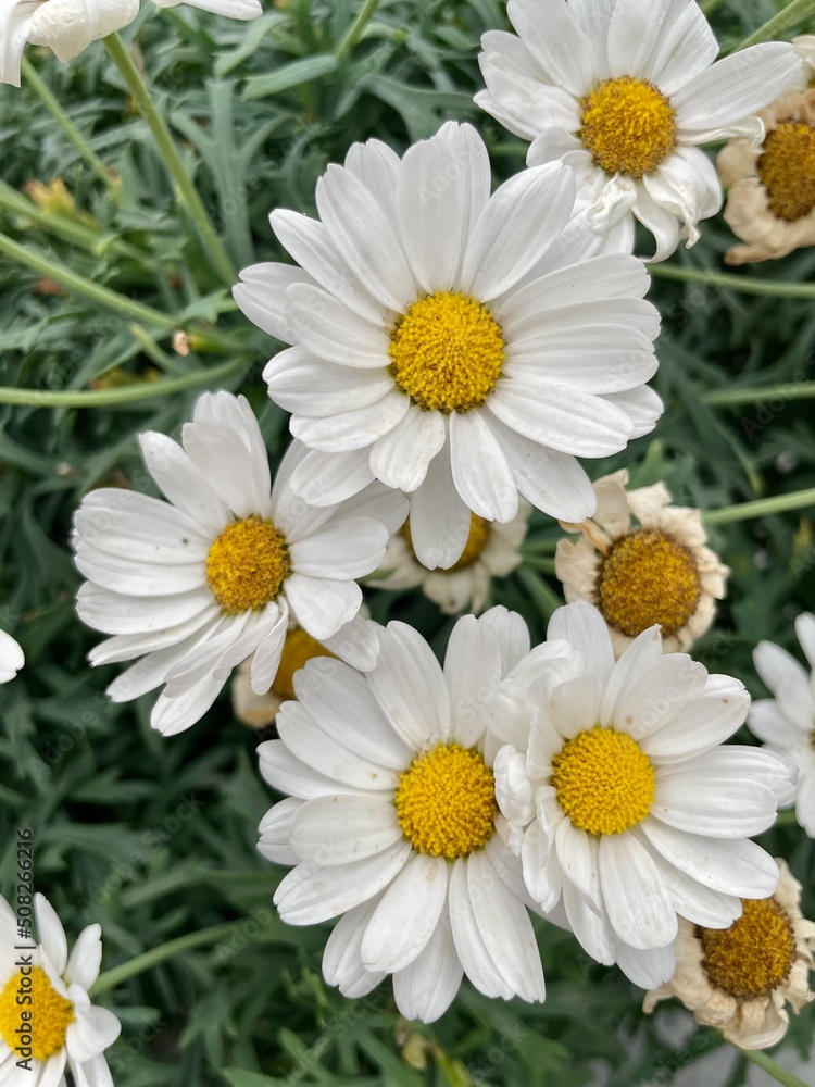 Obraz premium daisies in a vase