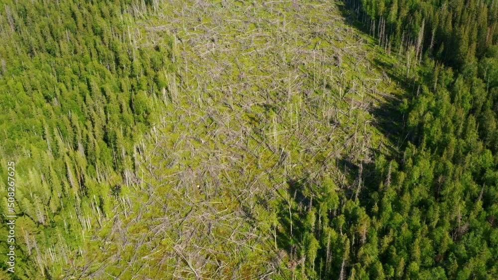 Aerial view of wooded area, bald patch of fallen trees in swamped or arid place. Trees felled by strong winds or tornadoes. Deforestation, extraction of timber, restoration, protection of environment Aerial view of wooded area, bald patch of fallen trees in swamped or arid place. Trees felled by strong winds or tornadoes. Deforestation, extraction of timber, restoration, protection of environment