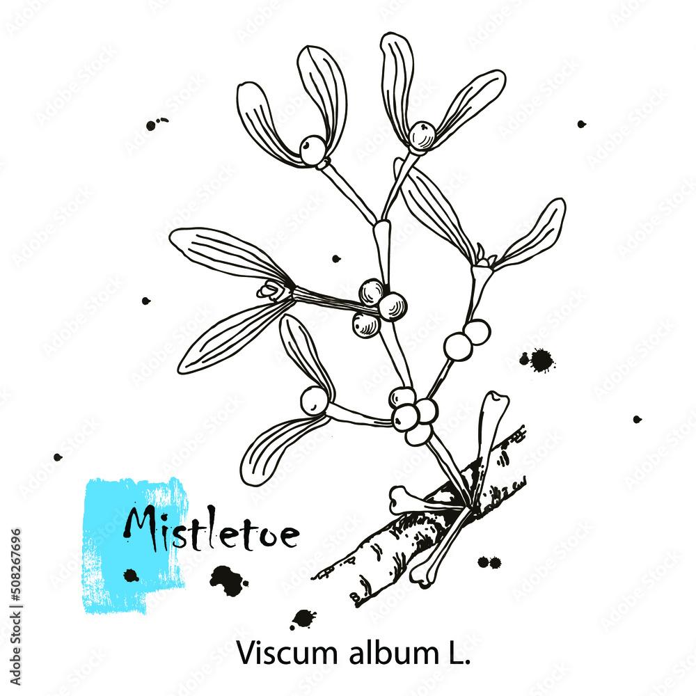 Mistletoe hand drawn ink botanical illustration. Vector black and white drawing of mistletoe branch with leaves and berries