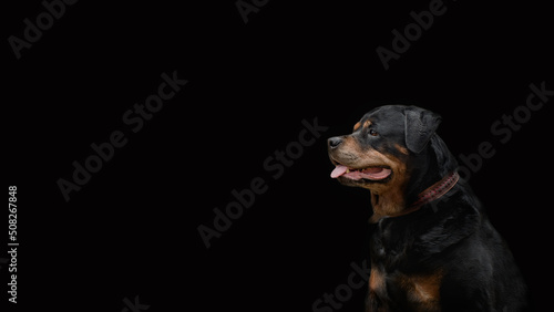 head of a Rottweiler breed dog on a dark background - portrait, looking with alertness into the distance, selective focus