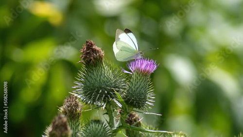 White cabbage butterfly on a Scotch thistle flower in Cotacachi, Ecuador