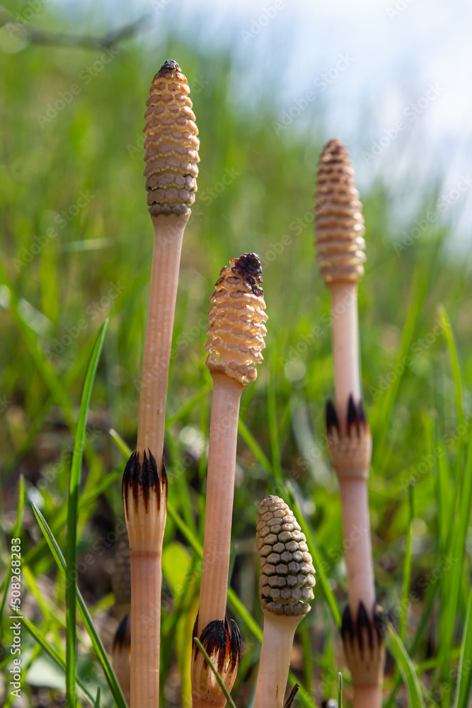 Equisetum arvense, the field horsetail or common horsetail, is an herbaceous perennial plant of the family Equisetaceae. Horsetail plant Equisetum arvense Equisetum arvense, the field horsetail or common horsetail, is an herbaceous perennial plant of the family Equisetaceae. Horsetail plant Equisetum arvense