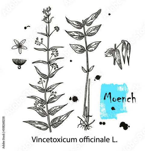 Moench. Vincetoxicum officinale. Vector hand drawn herb. Botanical plant illustration. Vintage medicinal herb sketch.