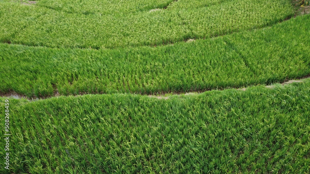 Natural photos of rice land views from above using drones in the afternoon