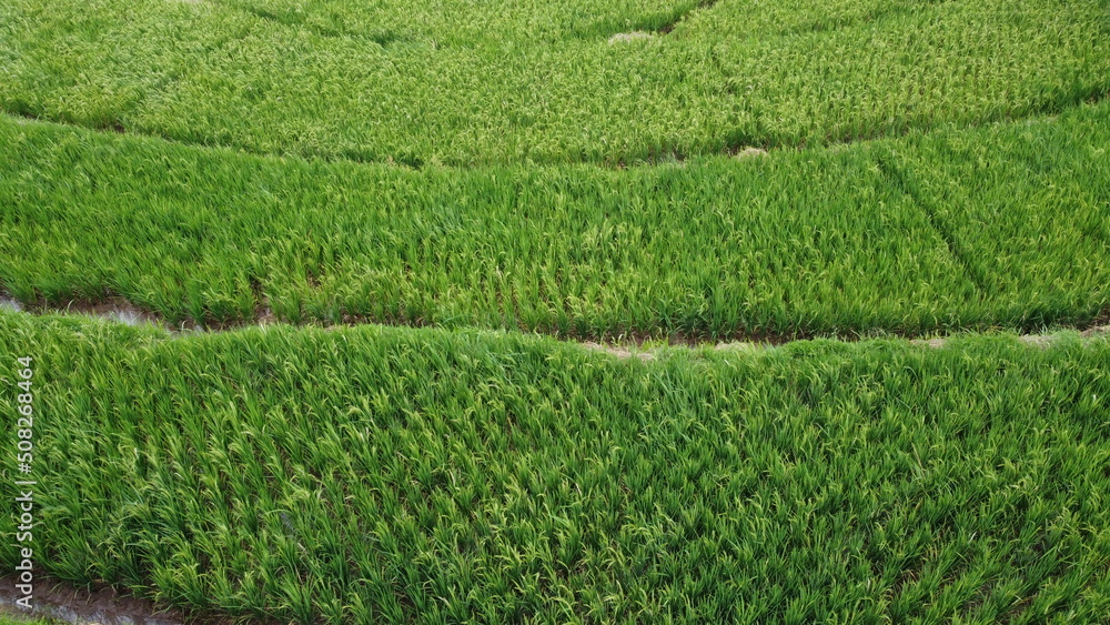 Natural photos of rice land views from above using drones in the afternoon Natural photos of rice land views from above using drones in the afternoon