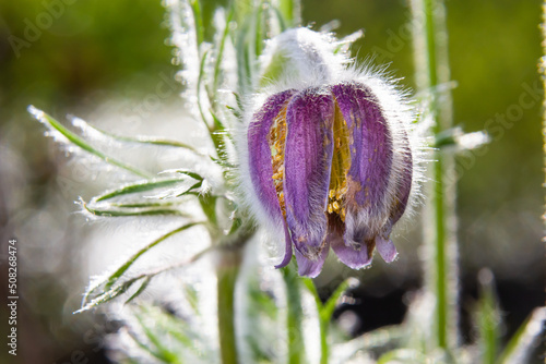 Pasqueflower. Beautiful flower of small pasque flower or pasqueflower on flowering meadow in latin Pulsatilla pratensis