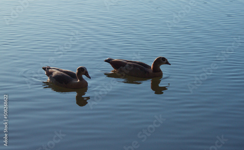 ducks in the lake