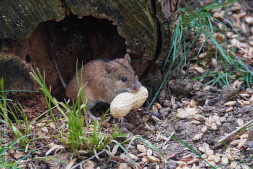 Brandmaus (Apodemus agrarius) photo