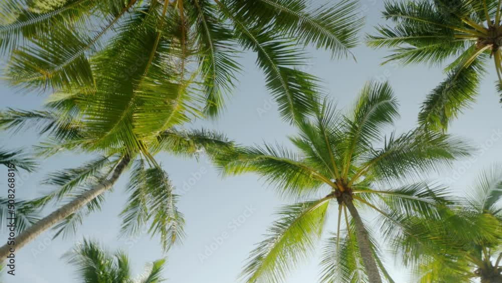 View of coconut palm trees against sky near beach on the tropical island with sunlight through. Coconut palm trees bottom view. Green palm tree with blue sky background View of coconut palm trees against sky near beach on the tropical island with sunlight through. Coconut palm trees bottom view. Green palm tree with blue sky background