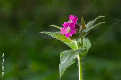 Red Campion, Silene dioica, growing wild on the banks of the River Wansbeck , Northumberland in the North East of England. A fully opened flower is shown next to unopened buds and blurred background photo