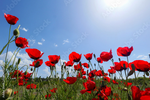 red flowers