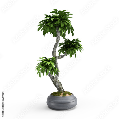 3d render green tree in a pot with three crons exotic photo