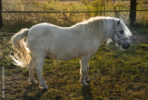 Weißes Pony auf der Weide  © Alena Meißner