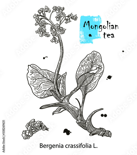 Badan. Bergenia crassifolia. Hand drawn Sketch Vector Illustration. Botanical plant illustration. Vintage medicinal herb sketch.