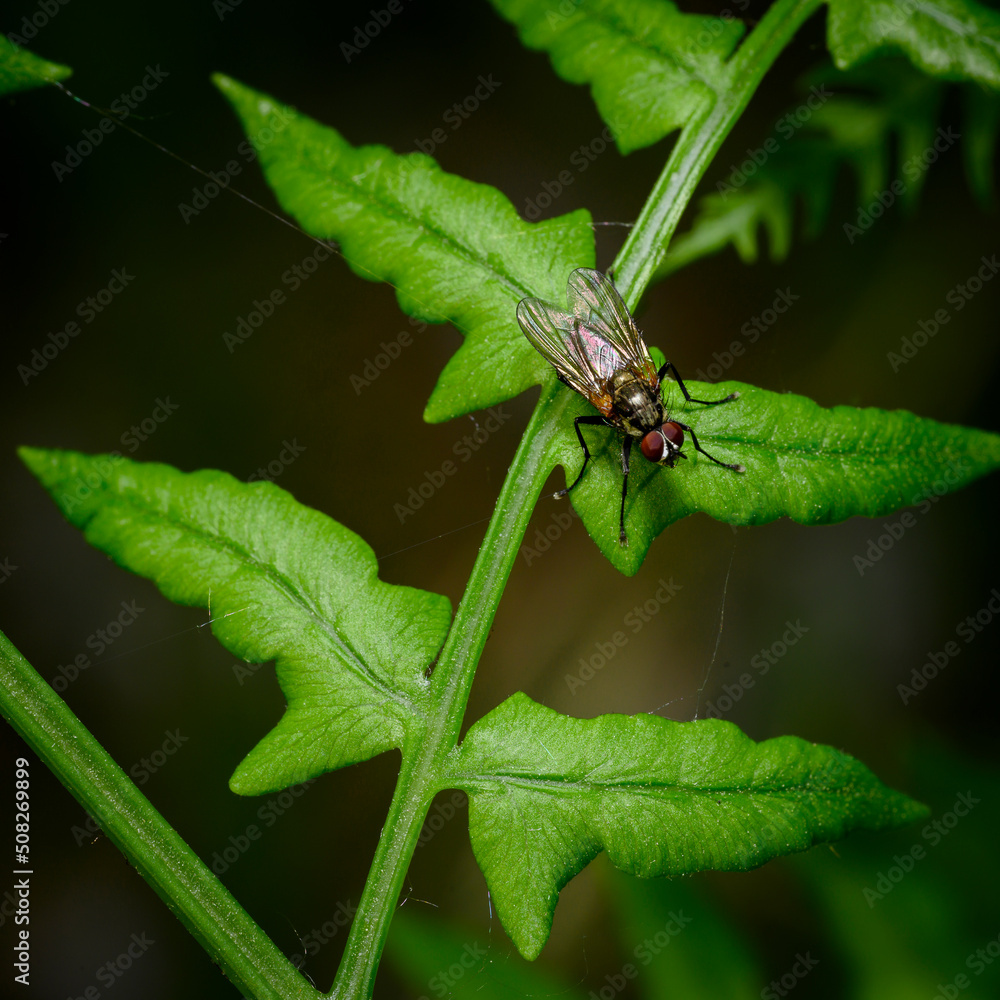 Close up view of a fly on a budding fern branch Close up view of a fly on a budding fern branch