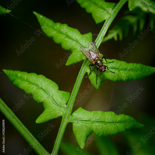 Close up view of a fly on a budding fern branch