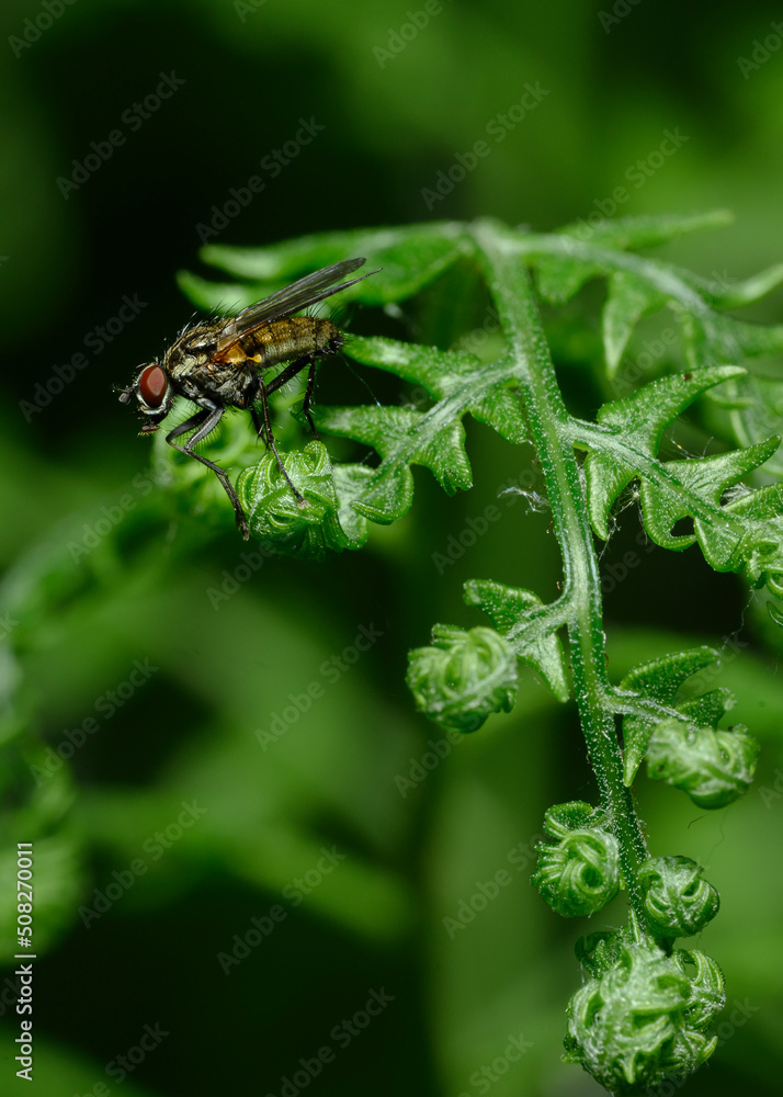 A fly on a budding fern branch A fly on a budding fern branch