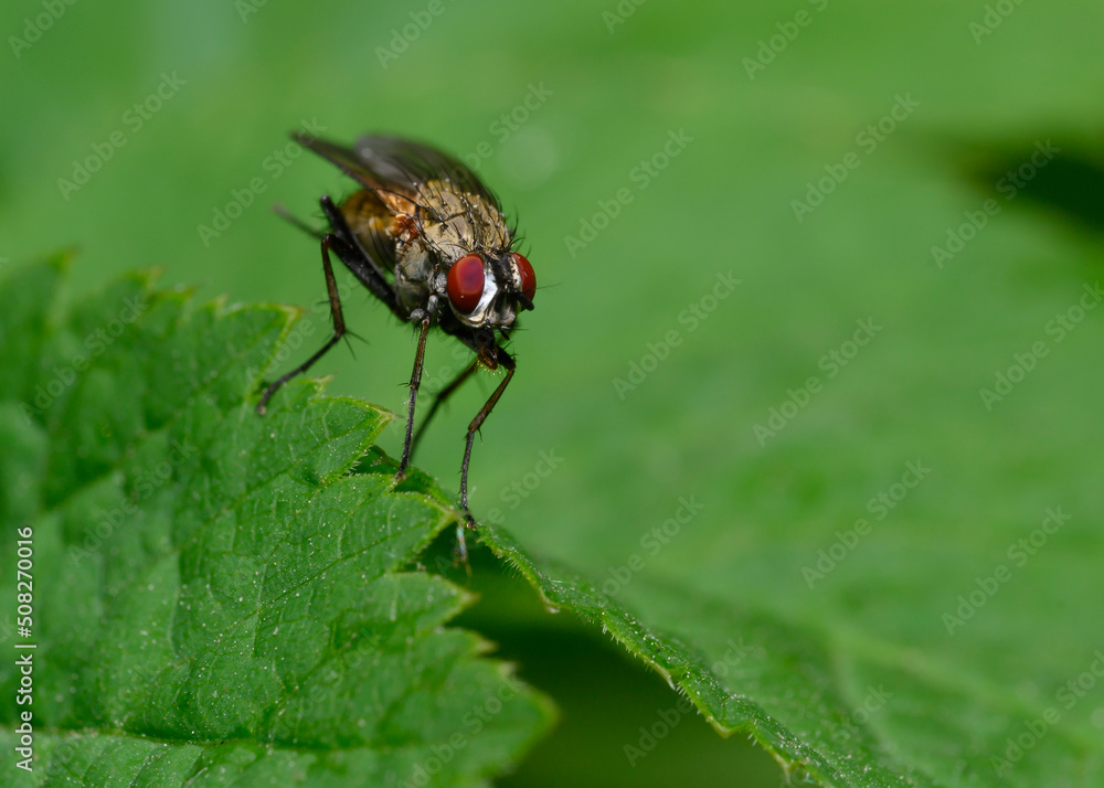 A close-up view of a fly sitting on a tree leaf A close-up view of a fly sitting on a tree leaf