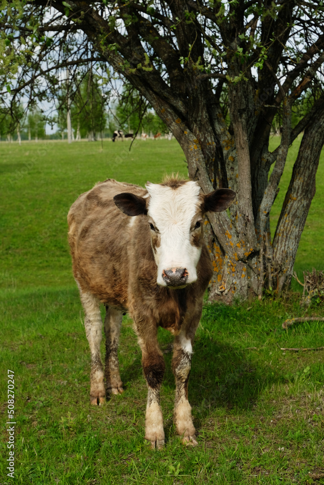 Young cute baby cow calf near the tree on a summer juicy green meadow
