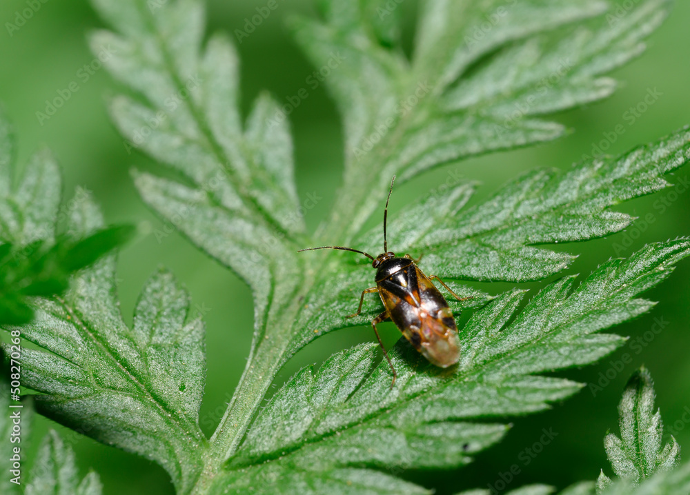 A close-up view of a forest beetle on the leaves of a shrub