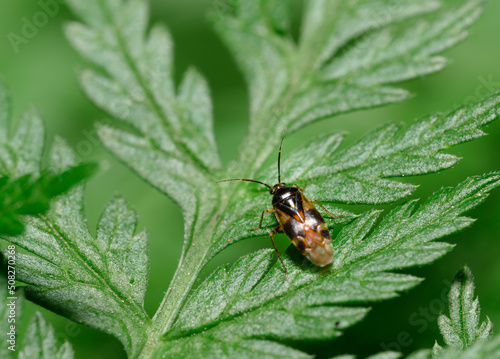 A close-up view of a forest beetle on the leaves of a shrub © Sergey