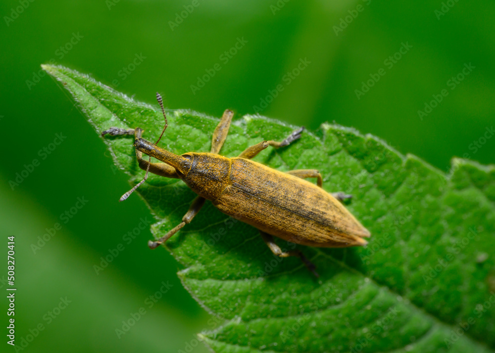 A weevil beetle (lat: Curculionidae) on a tree leaf in the forest A weevil beetle (lat: Curculionidae) on a tree leaf in the forest
