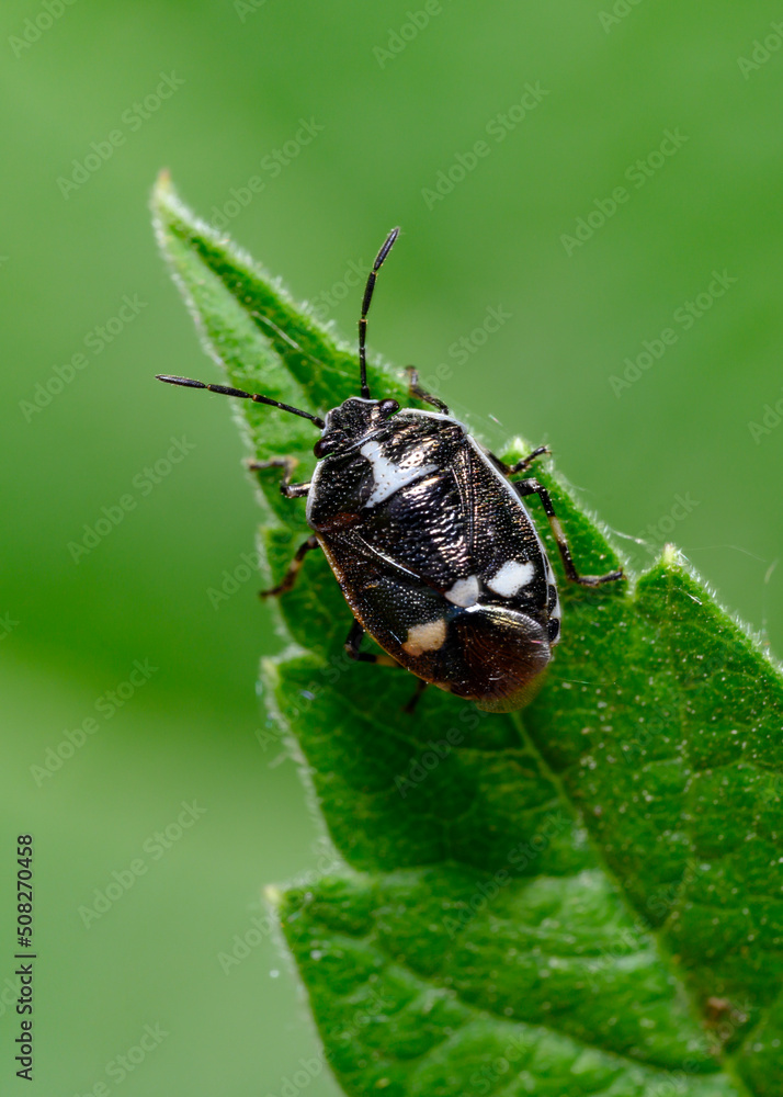A close-up view of a black forest bug on a tree leaf in the forest A close-up view of a black forest bug on a tree leaf in the forest