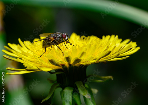 A close-up view of a fly sitting on a dandelion flower
