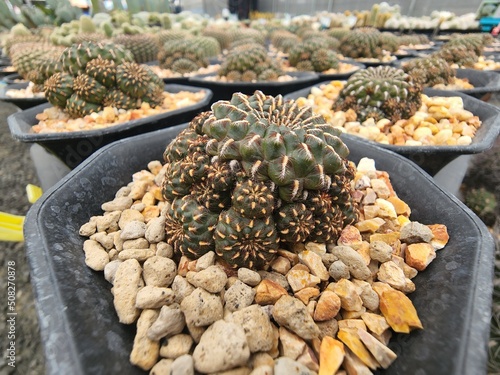 Rebutia canigueralii is a cactus with greenish-gray stems. It has smooth curved spines with clumps of stems. propagate by budding photo