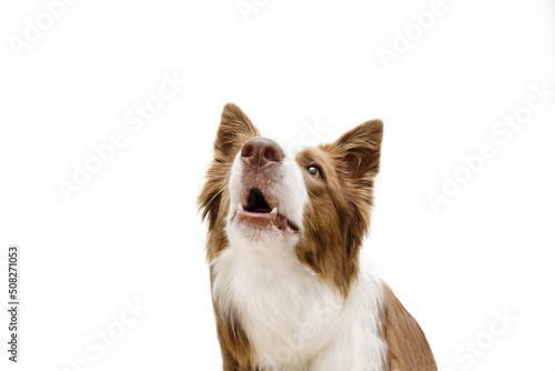 Anger and disliked Boder collie dog barking. Isolated on white background