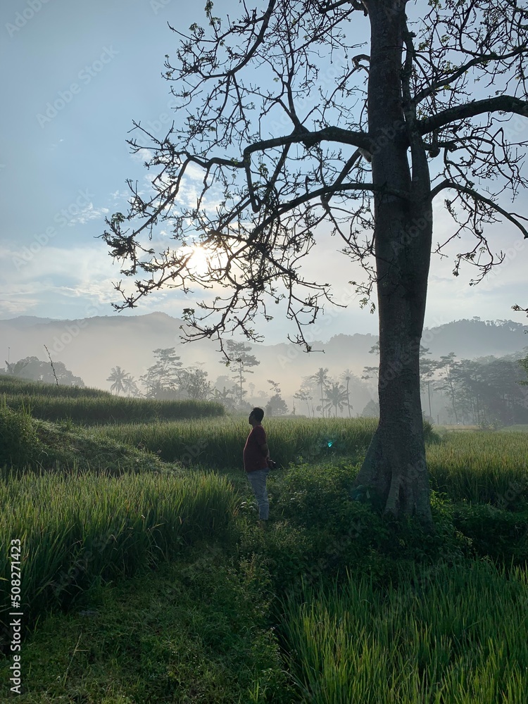 person in the rice filed with dry tree person in the rice filed with dry tree