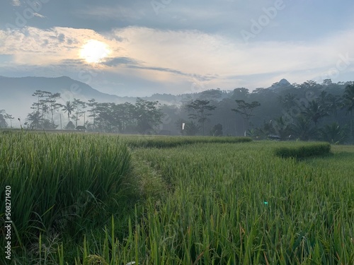 foggy ricefield in the morning with walkway