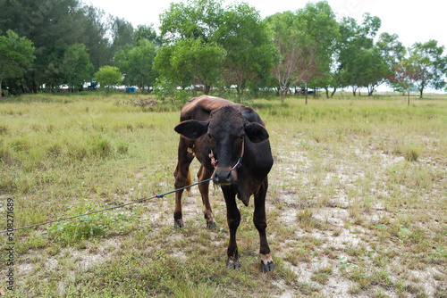 Cow in the middle of the meadow