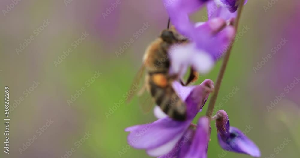 Honey bee on purple flowers mouse peas collect nectar. Close-up, macro. Honey bee on purple flowers mouse peas collect nectar. Close-up, macro.