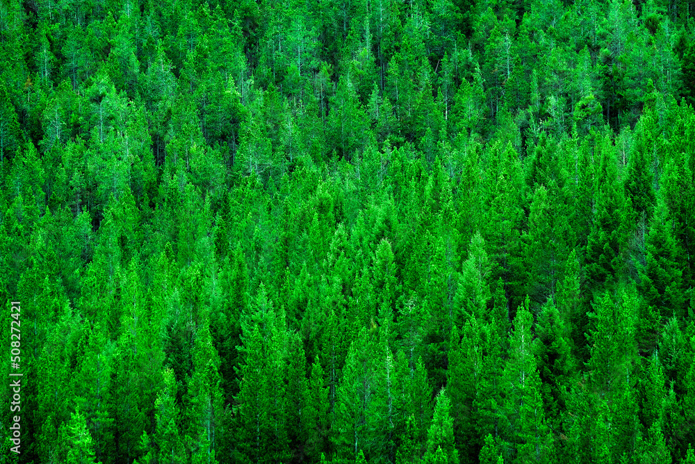 Pine Forest Lush Green Environment Wilderness Pine Forest Lush Green Environment Wilderness