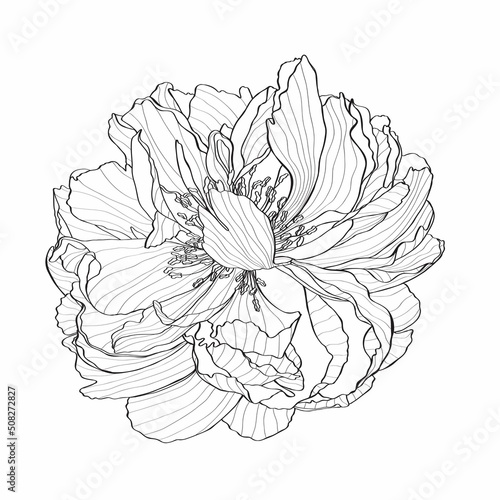 Hand-drawing ink peony in bloom. Graphic flower on white background. Contourline peony flowers. Coral Charm.