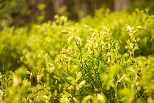 Fototapeta Naklejka Na Ścianę i Meble -  Wild blueberry bush in sunlight at forest
