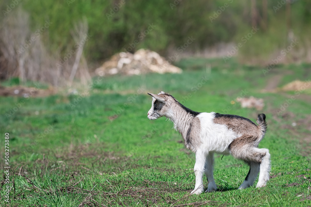 small goat in a field of wheat. small goat in a field of wheat.